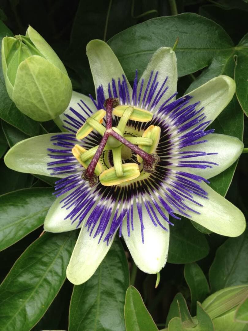 Passionflower Tea, image 1 of 1