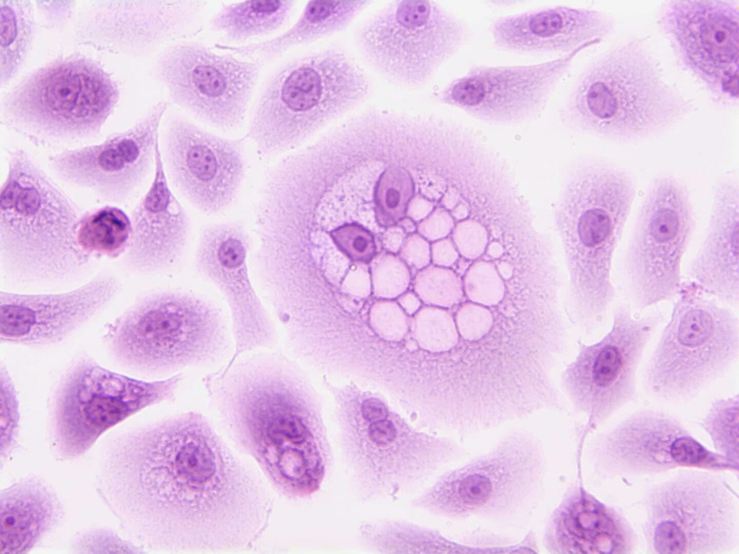 Grid Cells in the Entorhinal Cortex, image 1 of 1