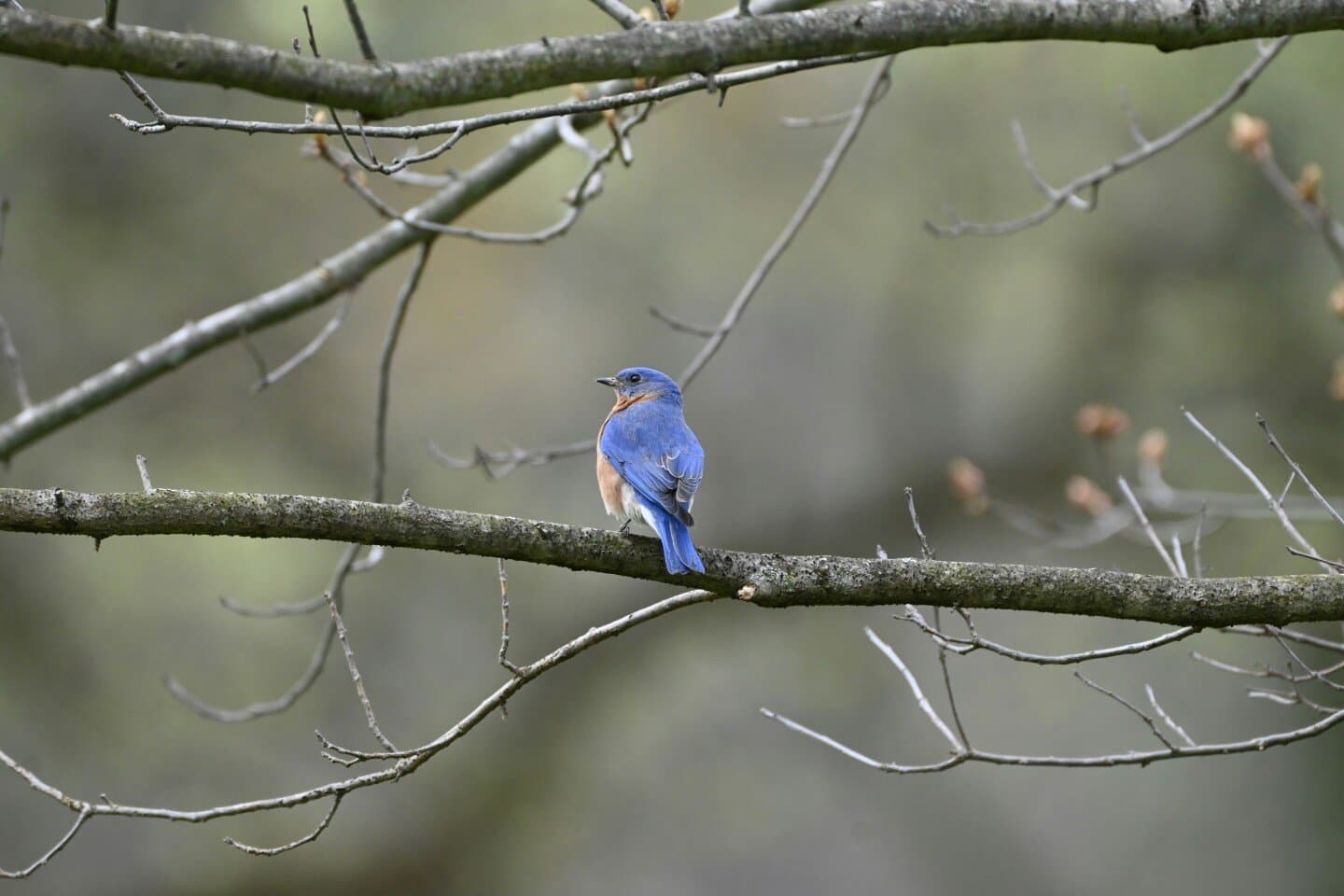 Bluebird Chelsea (former Bluebird Garage), image 1 of 1
