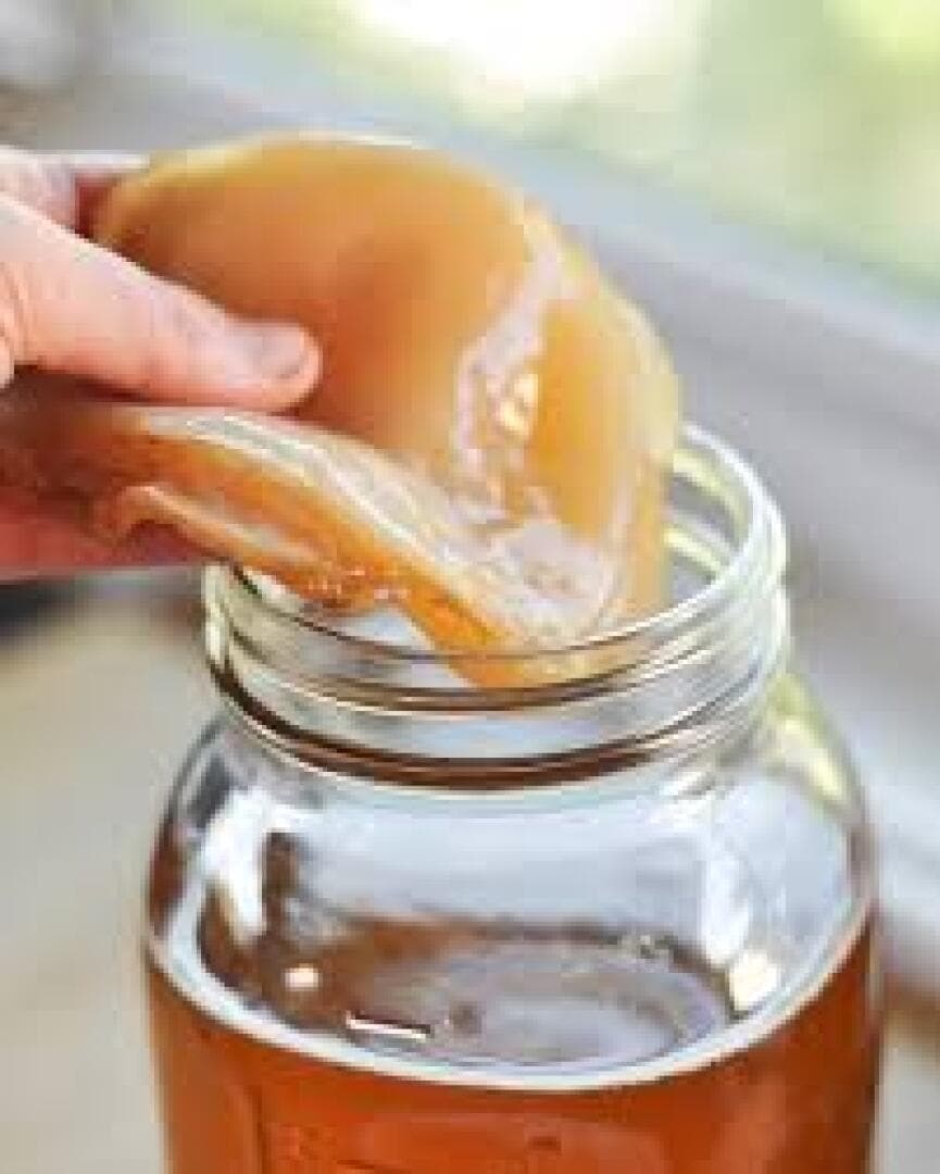 Kombucha, image 1 of 1
