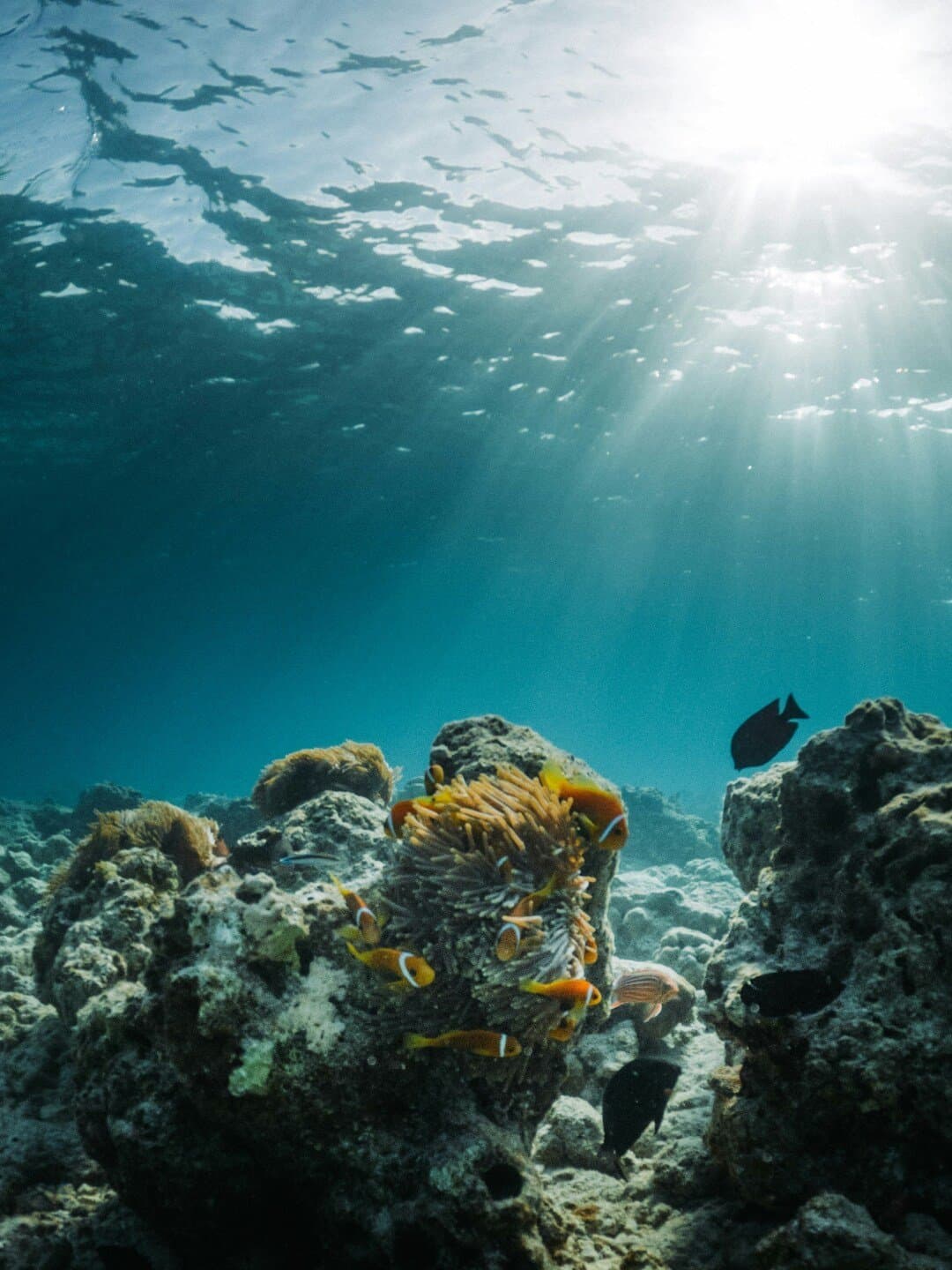 Ocean Acidification Impacts on Biscayne Bay Coral Communities, image 1 of 1