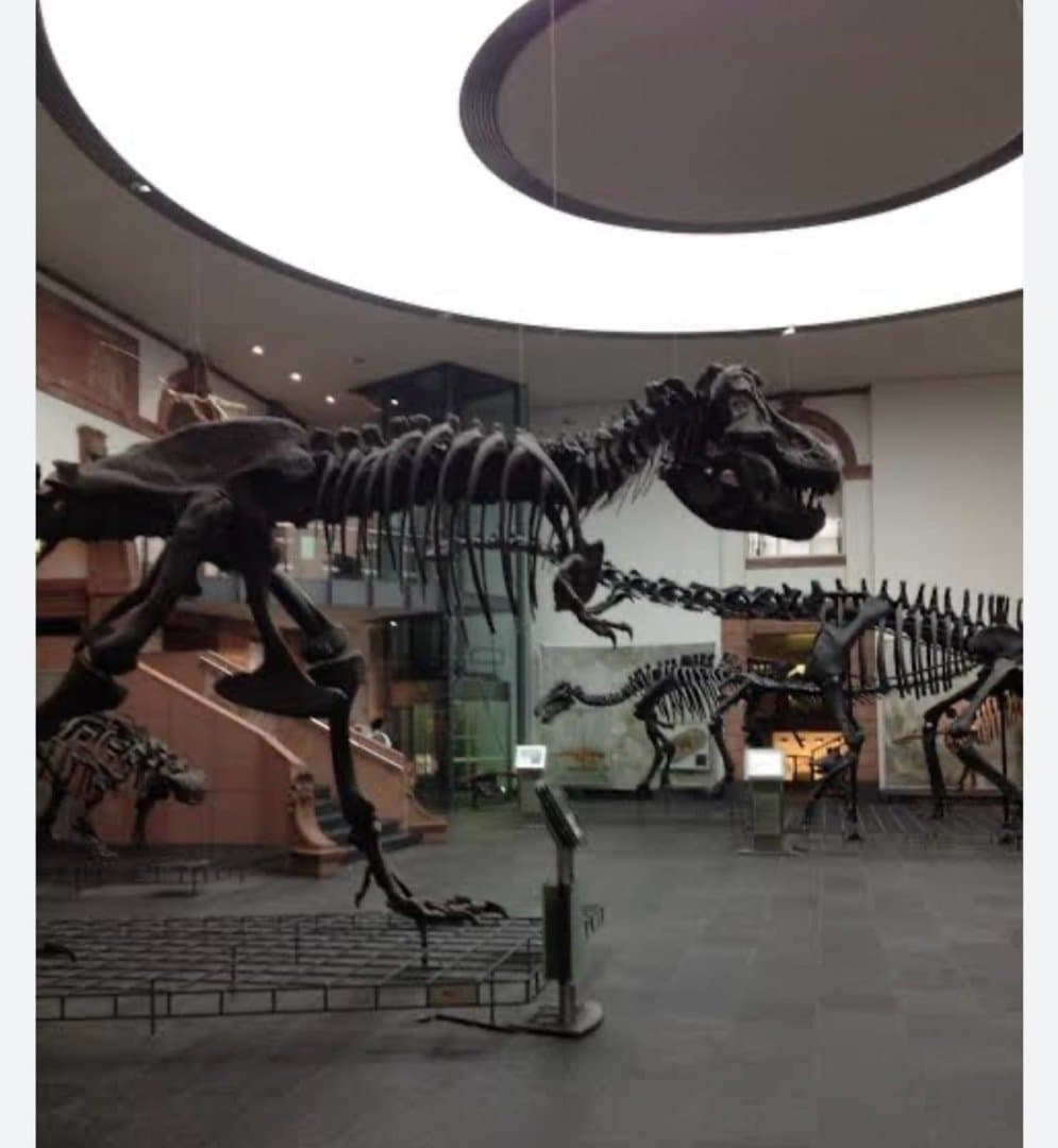 Museu História Natural Senckenberg, image 1 of 1