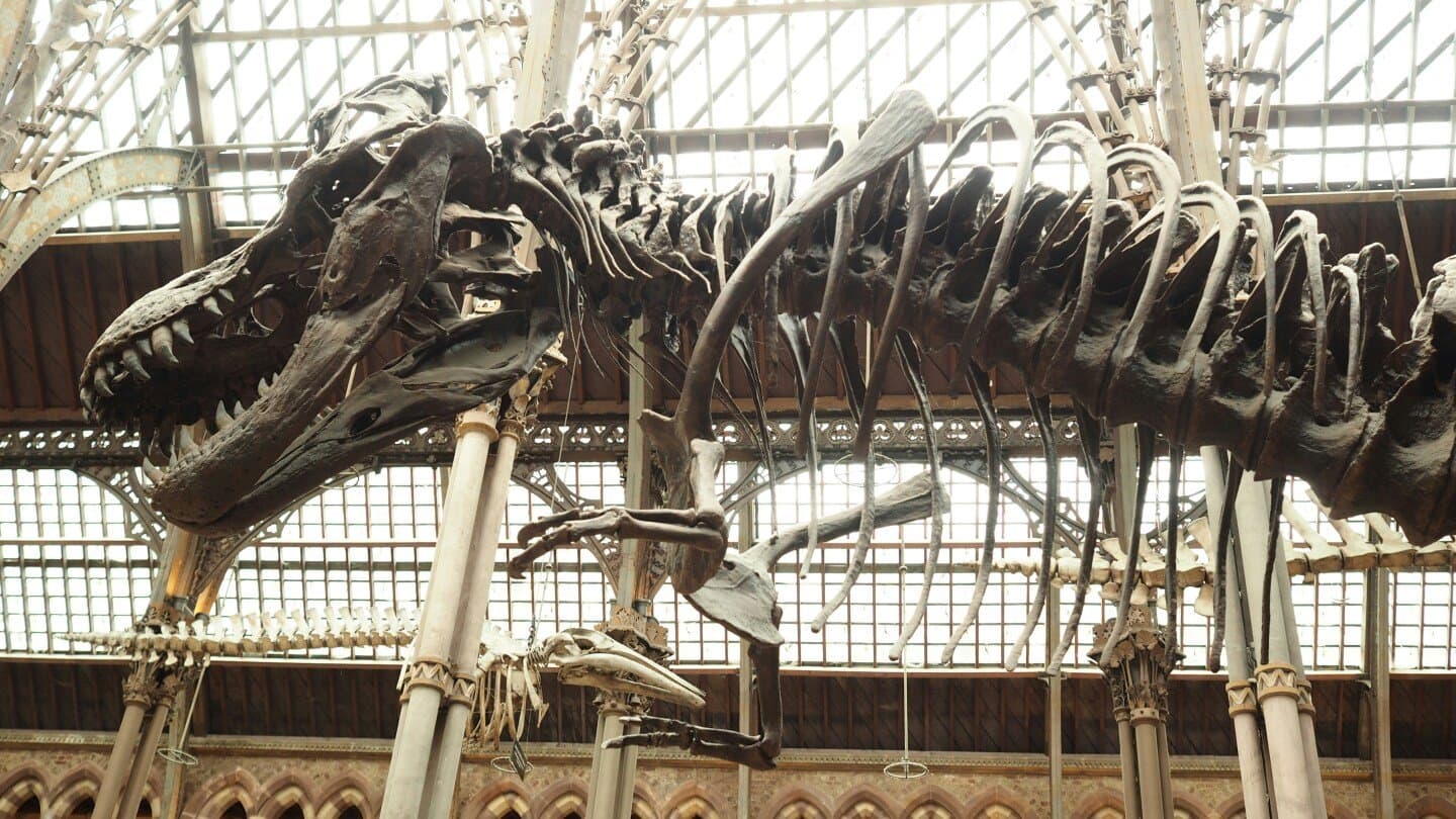 American Museum of Natural History, image 1 of 1