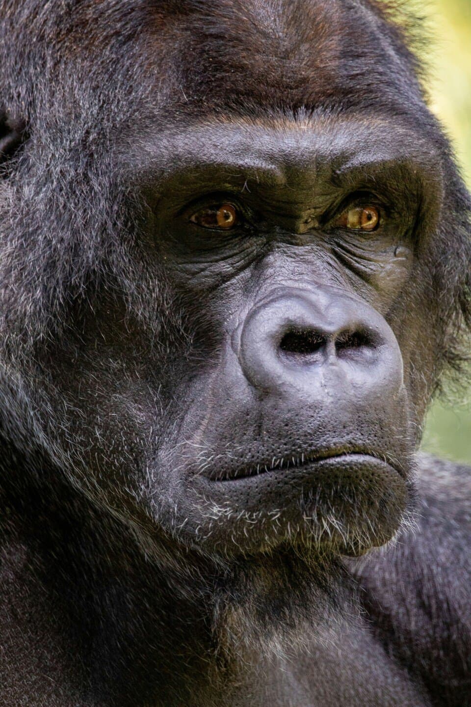 Gorilla, image 1 of 1