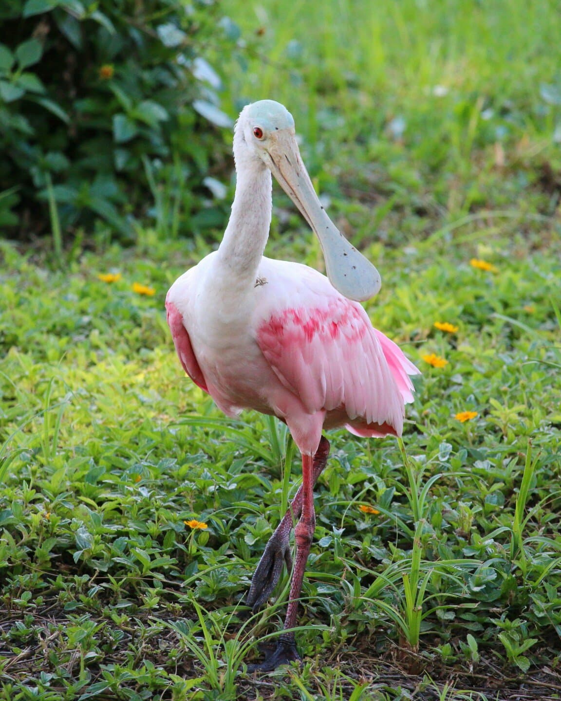Spoonbill & Sugartown Books, image 1 of 1