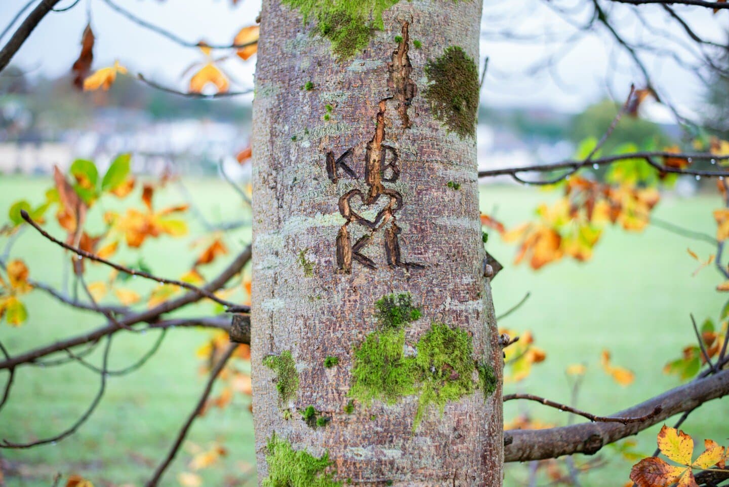 L'Arbre à Lettres, image 1 of 1