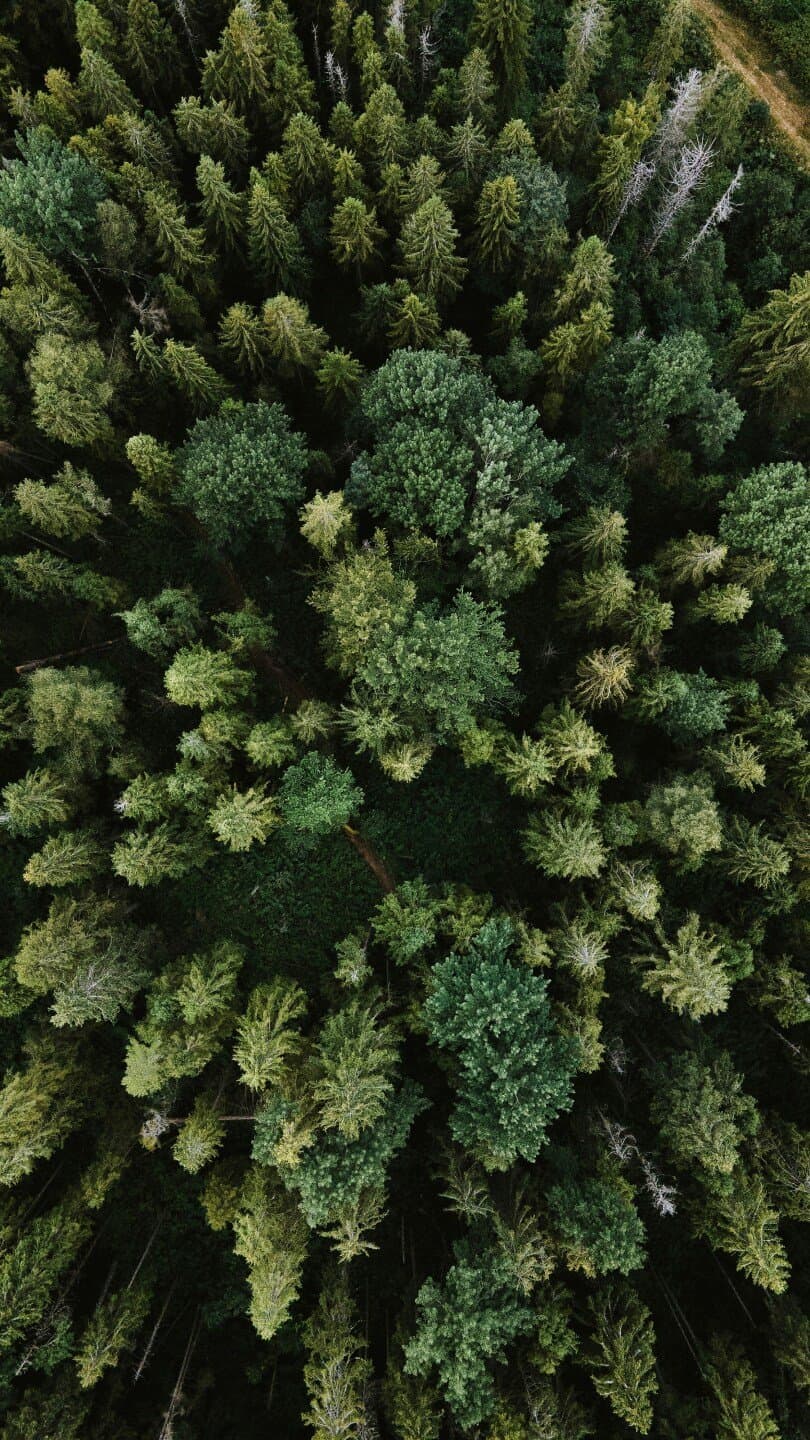 In the Woods, image 1 of 1