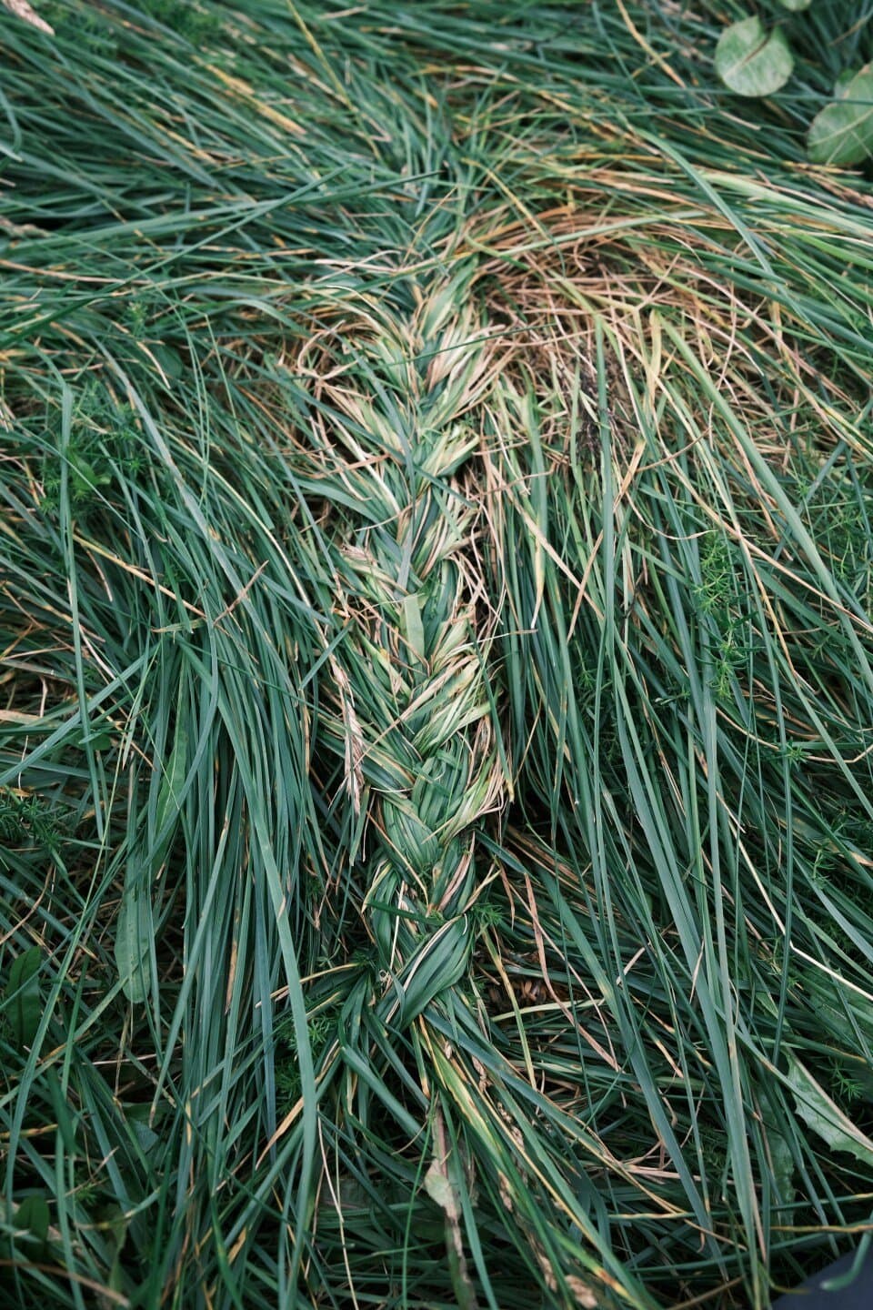 Braiding Sweetgrass, image 1 of 1