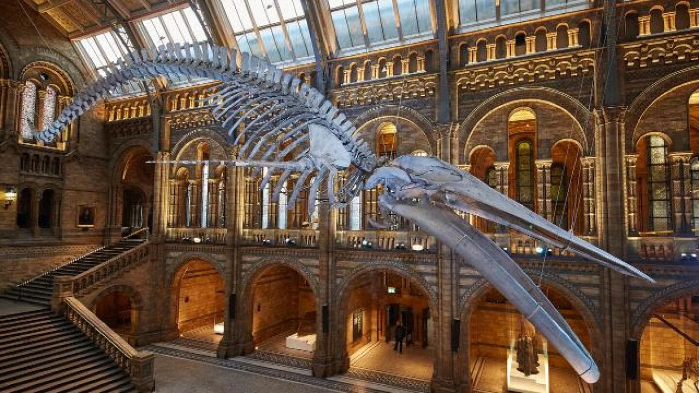 Natural History Museum, image 1 of 1