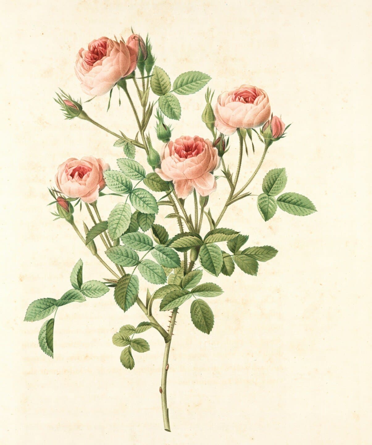Four Roses, image 1 of 1