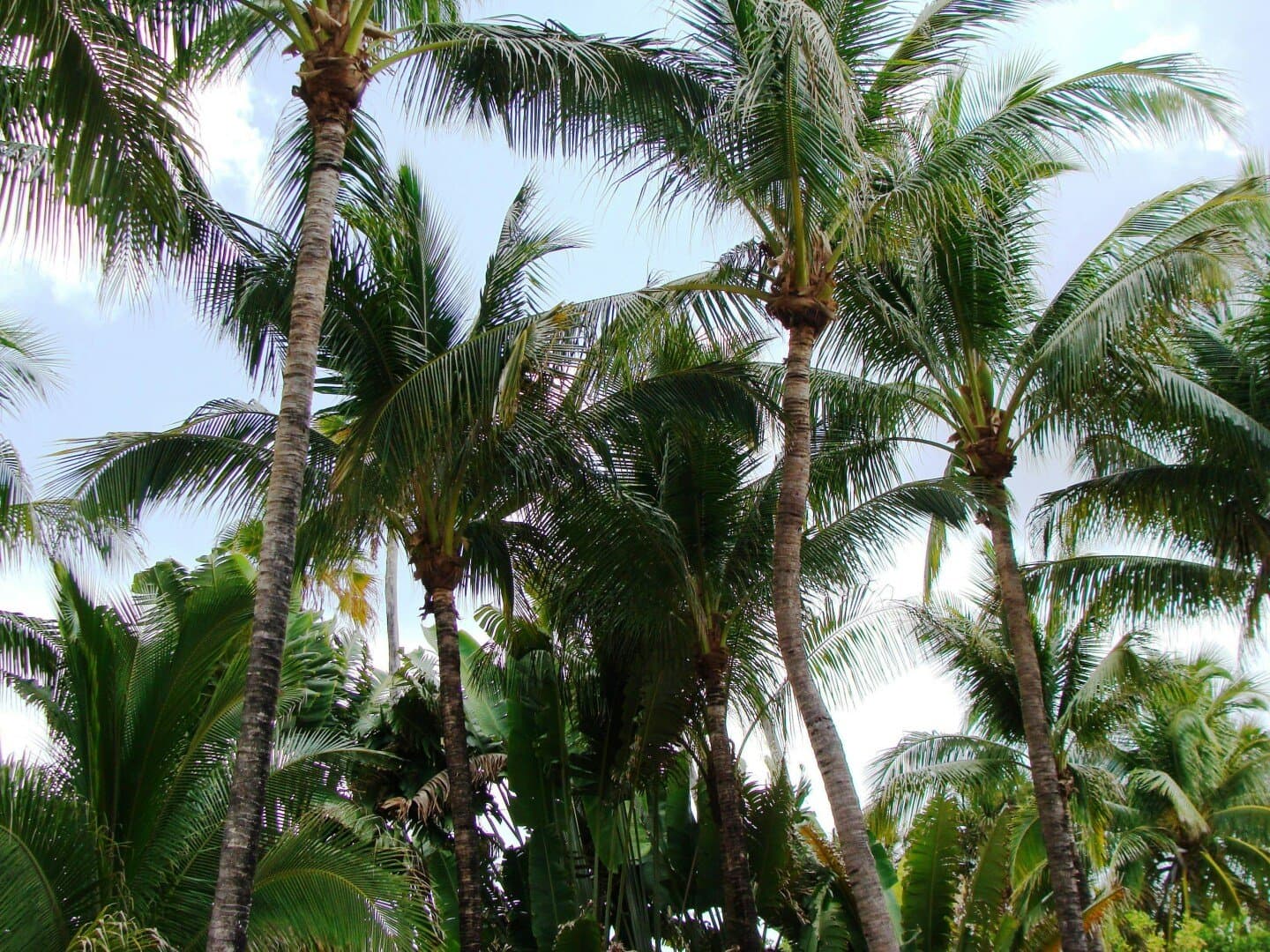 Coconut Grove, image 1 of 1